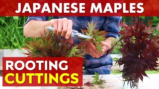Rooting Japanese Maple Cuttings | Summer Propagation