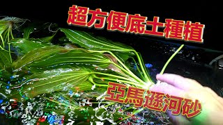 亞馬遜河砂種水草~種草超級方便~不怕植株漂浮~沒有泥汙染~水體超容易乾淨