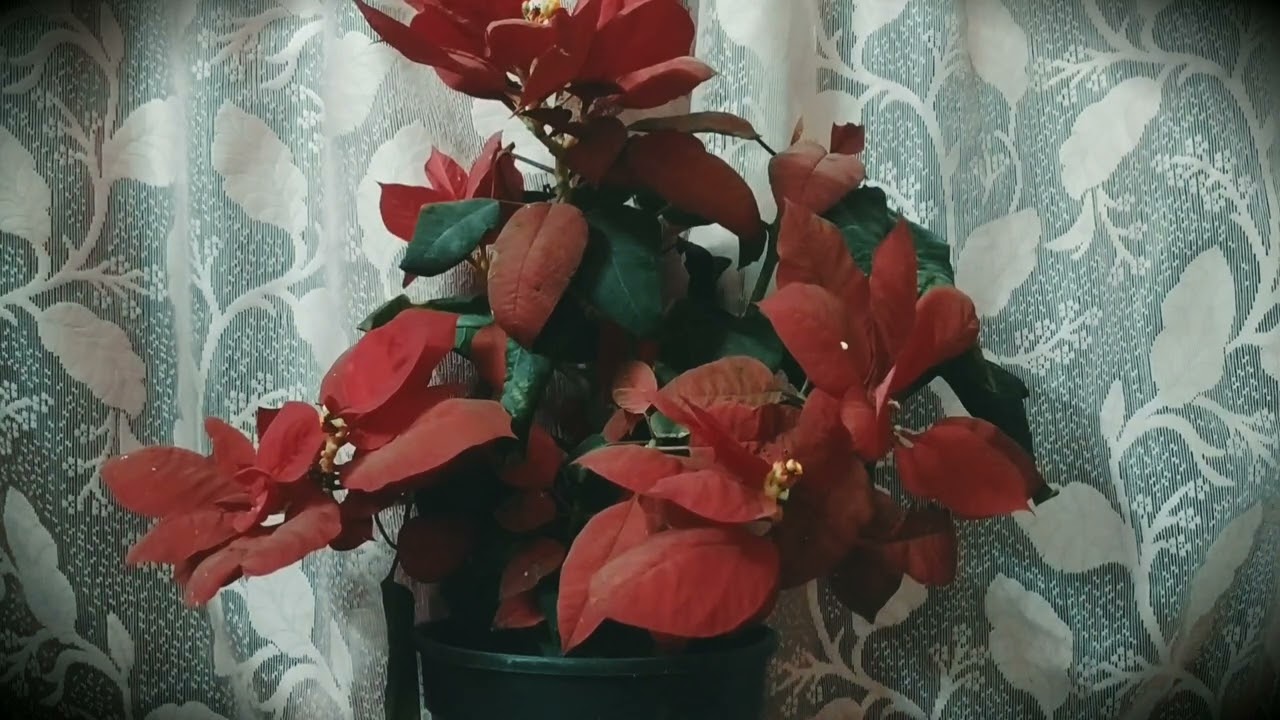 Gaye Dinon Ka Suragh Lekar - Ghazal of Asha Bhosle & Ghulam Ali : Sudipta Chatterjee