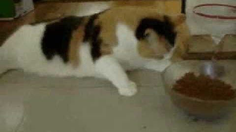 Lazy cat eats one piece at a time...while lying down!