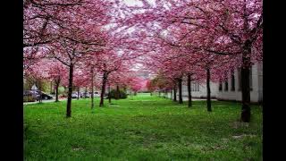 Spring Flowers| relaxing piano music