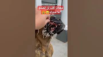 لن تصدق ما تراه كلب يتعدب Shorts Shortvideo السعودية الجزائر الكويت المغرب عمان سبحان الله 