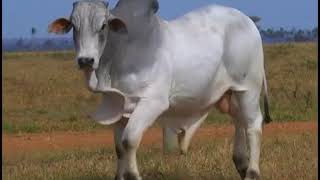 LOTE 42 2544