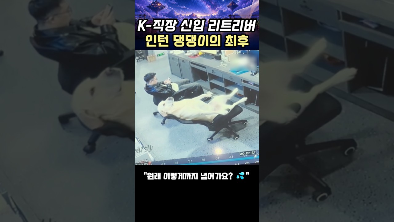K-직장 신입 리트리버 인턴 댕댕이의 최후 #리트리버 #직장인공감