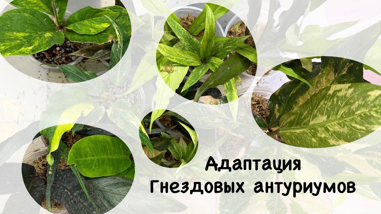 Инструкция по адаптации гнездовых антуриумов