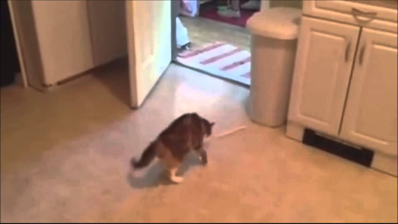 Cats Getting Scared and Jumping Compilation 2013 Part 2 YouTube