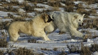 Alabai  dog breed - Livestock Guardian dog of Turkmenistan  | HB Kennel by HB Kennel 8,396 views 1 month ago 4 minutes