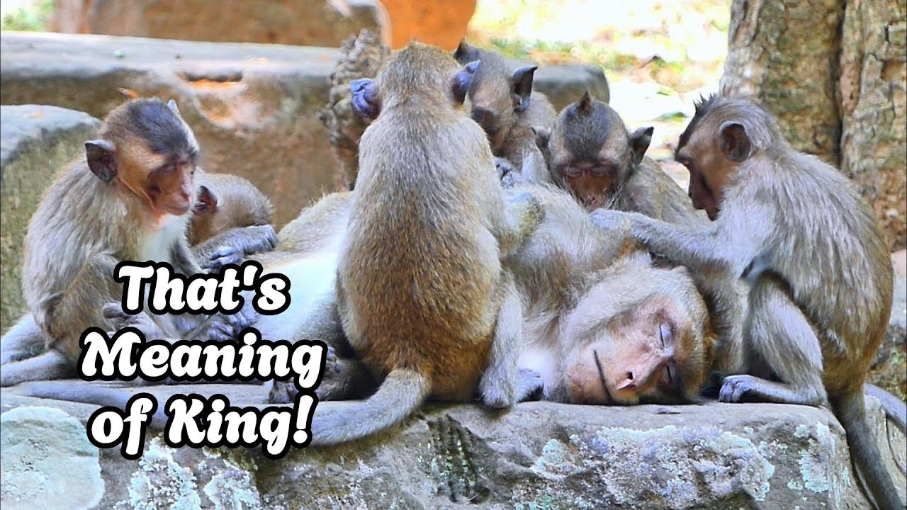 The Good King Angkra – Loved and Cared for by Tiny Monkeys 👑🐒, 