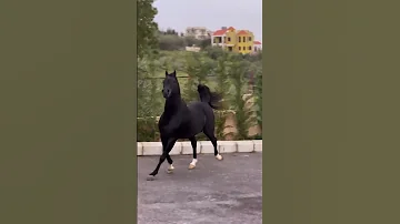 اصيل ولون ملكي الحصان العربي Black Top 2024 