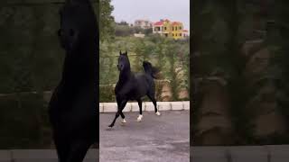 اصيل ولون ملكي الحصان العربي                سمعها