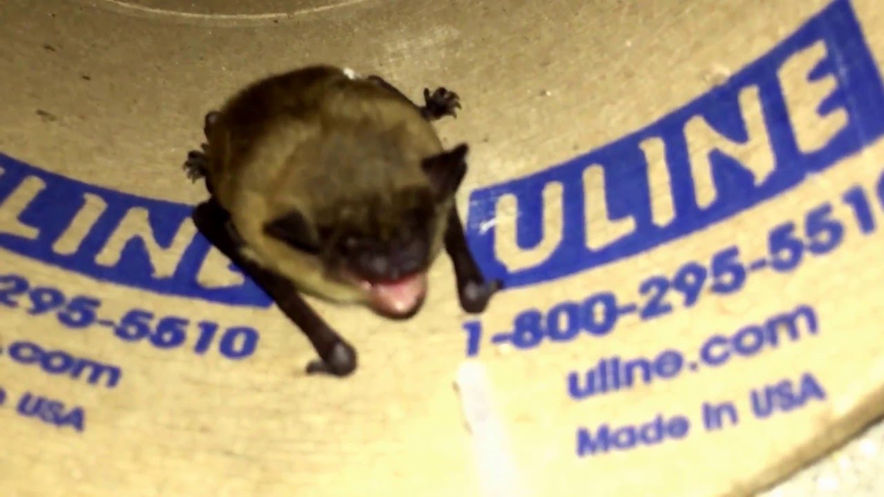 Bat sounds. No sound heard during recording. YouTube