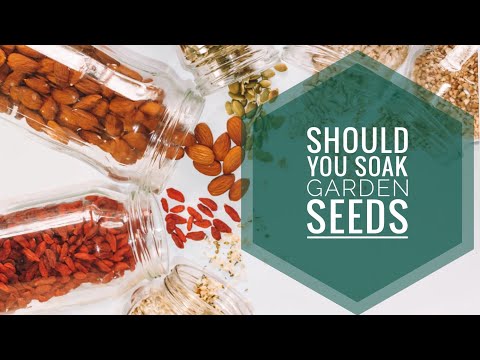 Video: Dovresti immergere i semi di zinnia?