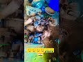 🛺⚙️diesel# bs6# 599 CC# diesel#engine down#bahan chod ki najar lag Gai#automobile #viral#short#