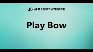 Canine Rehabilitation- Play Bow screenshot 3