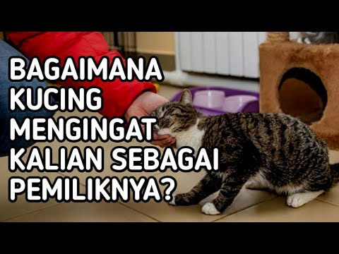 Video: Apakah Kucing Memiliki Daya Ingat Yang Baik?