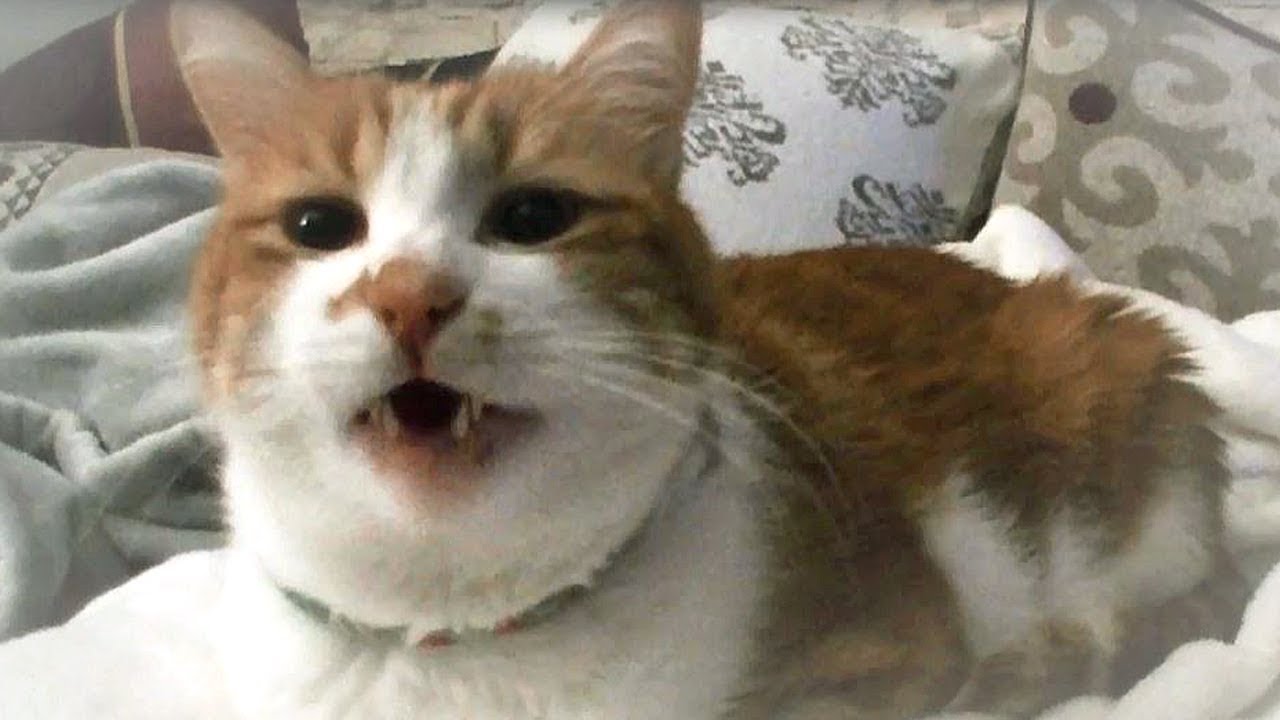 うちの猫にポルシェを強請ってみた ヒカル 俺たち金持ちyoutuber 聴く猫 Youtube