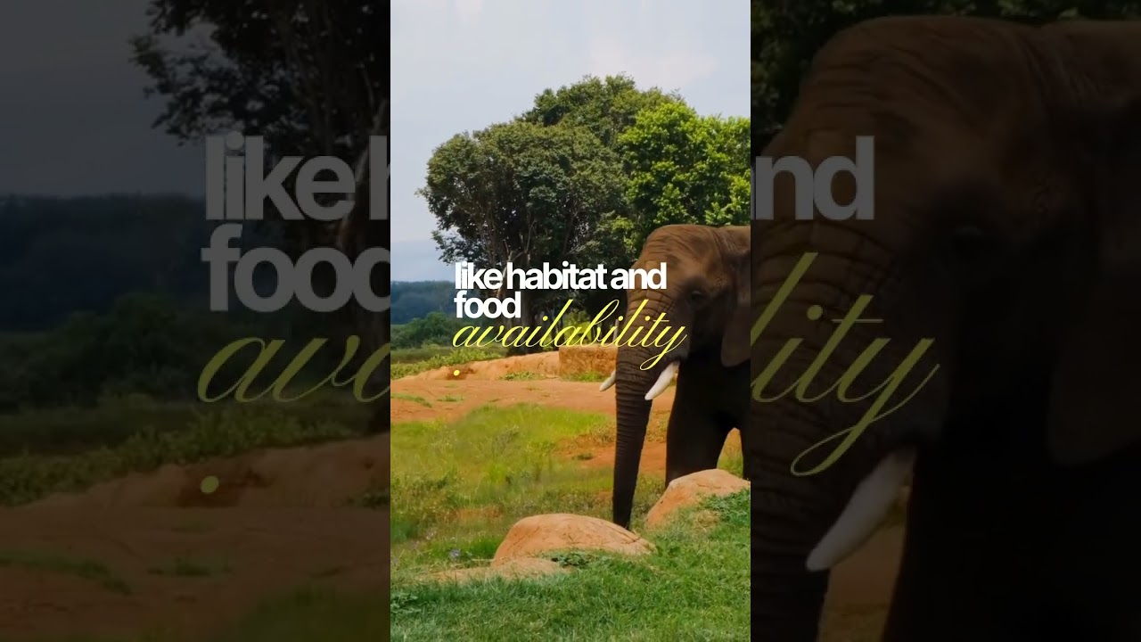 How long can an elephant live in the wild? 