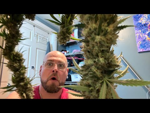 HARVEST YOUR PLANTS WITH MOVIE MAGIC!