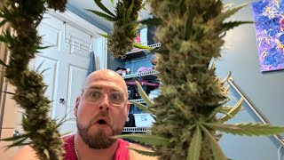 HARVEST YOUR PLANTS WITH MOVIE MAGIC!