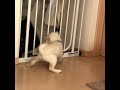 もち　柴犬　うれしょん