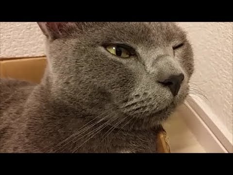 灰色猫とイチャイチャ中、ふと寝返りを打つと・・・ - YouTube