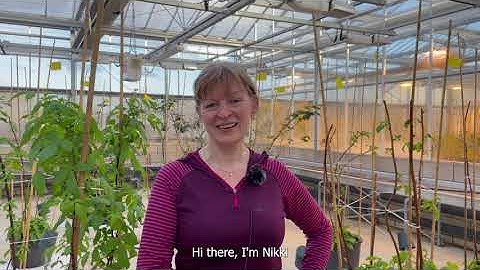 Inside Raspberry Breeding: Insights from James Hutton Limited - Episode 1