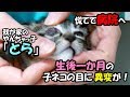 【母猫は1歳】子猫が子ネコを育てる！ #14 子猫の目に異変が！慌てて病院へ行きましたが・・