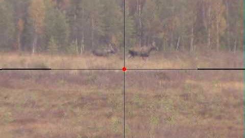Moose hunting in Sweden, Lapland