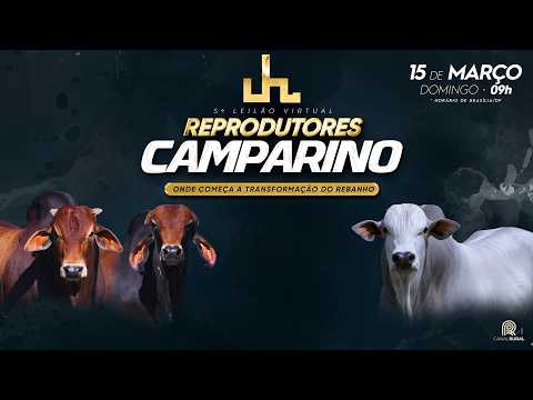 LOTE 69