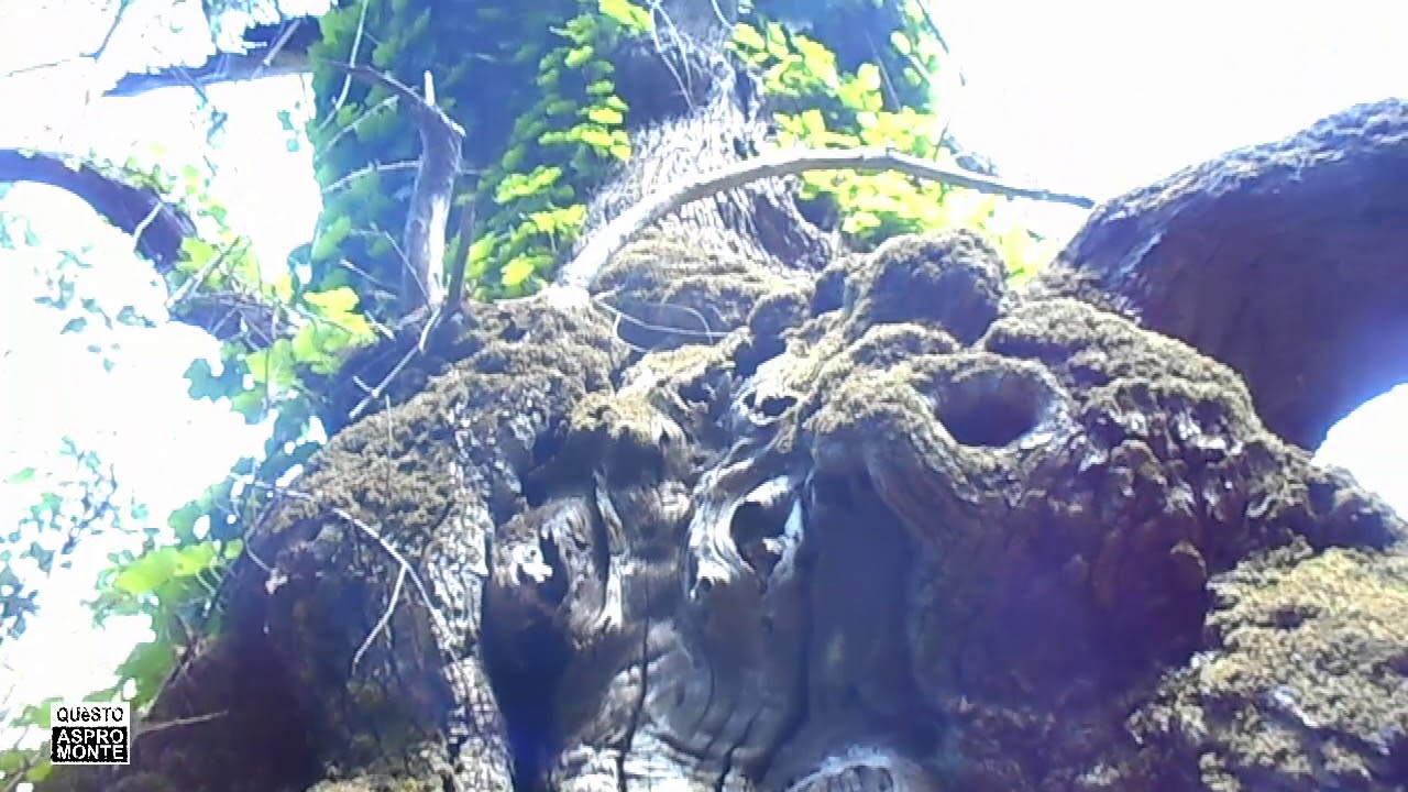 L'antica strada che collegava Africo a Casalinuovo