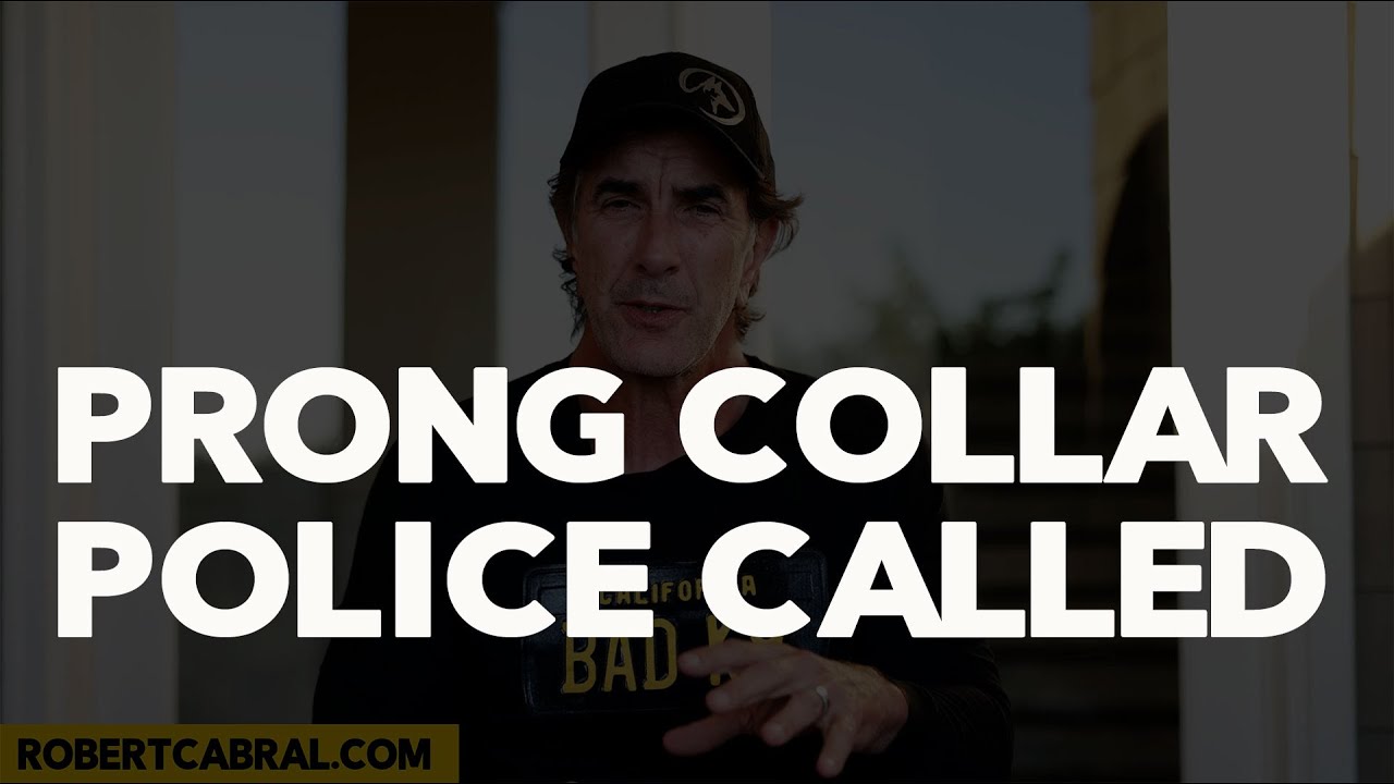 Prong Collar, Animal Cruelty and the Police in Switzerland Dog Training Advice YouTube