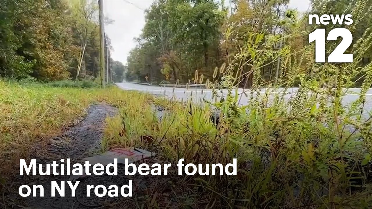 Женщины нашли изуродованного медведя на Хайленд-Миллс-роуд в Нью-Йорке | Новости 12
