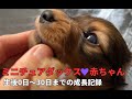 【生まれたて子犬】生後0日から生後30日までのミニチュアダックス赤ちゃんの可愛い成長記録【生後1カ月】【仔犬】【多頭飼】