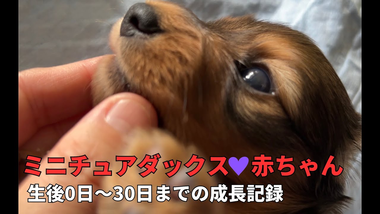 ダックスフンドの三つ子が誕生！天使たちの成長記録に「自然とデレッと