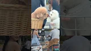 Funny Cats and Dogs Drama That Will Make You Cry and Laugh #shorts