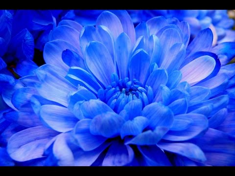 ტიროდნენ ქრიზანთემები / Qrizantemebi / Chrysanthemum