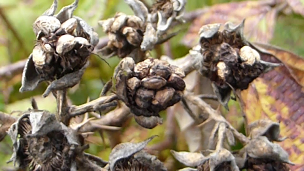 Brombeere (Rubus fruticosus L.)