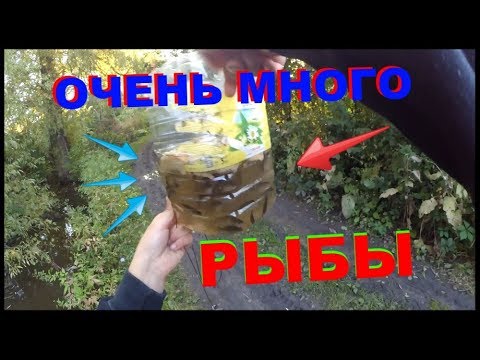 ЛОВЛЯ РЫБЫ НА ЛОВУШКИ ИЗ БУТЫЛОК!!! ОЧЕНЬ МНОГО ЖИВЦА!