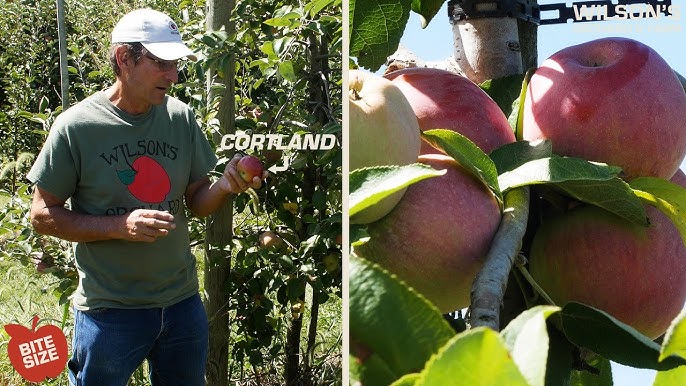 Cortland – Yes! Apples