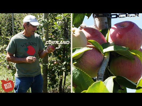 Video: What Are Cortland Apples - Lær om Cortland Apple Tree Care