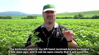 Arylex Active - Bringing sunflower management to a higher level