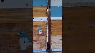 Time to Take Insulation Off of Hives and Get Honeybees Started for Spring!