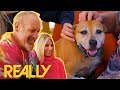 Pit Bull That Was Rescued From Fighting Ring Finds A Loving Home! | Pit Bulls &amp; Parolees