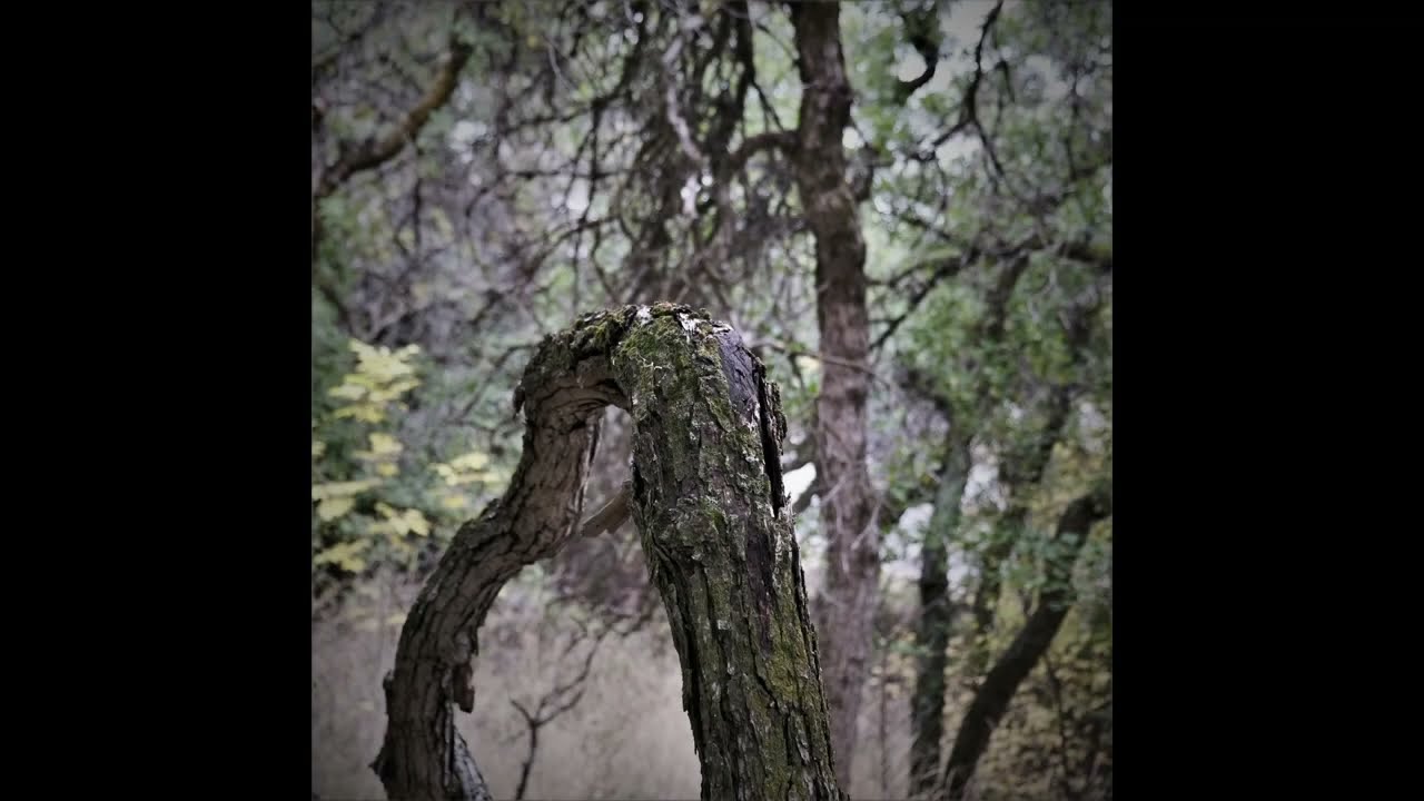 Impending rain upon scrub oaks with diffuse ambient soundtrack