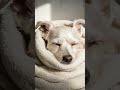 Cute dog sleeping in a blanket