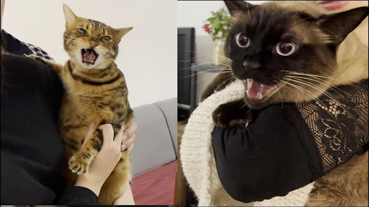 Watch the video about Siamese Cat Armas meets Bengal Cat Lady Lilu#bengalcat #siamesecat #cutecats #cat
