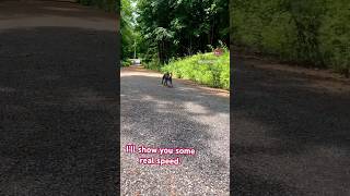 Fast and furious. #doglover #cutedog #bostonterrier #dogs #funnydogs #funnyshorts #reels #fyp