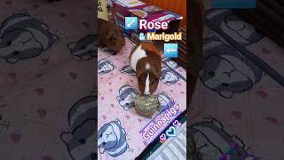 Hay cookie treat Guineapigs | #guineapigs #guineapig #guineapighome #marigold #rose #piggies #capys