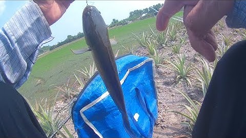 Một Ngày Câu Cá Tân Phước Tiền Giang