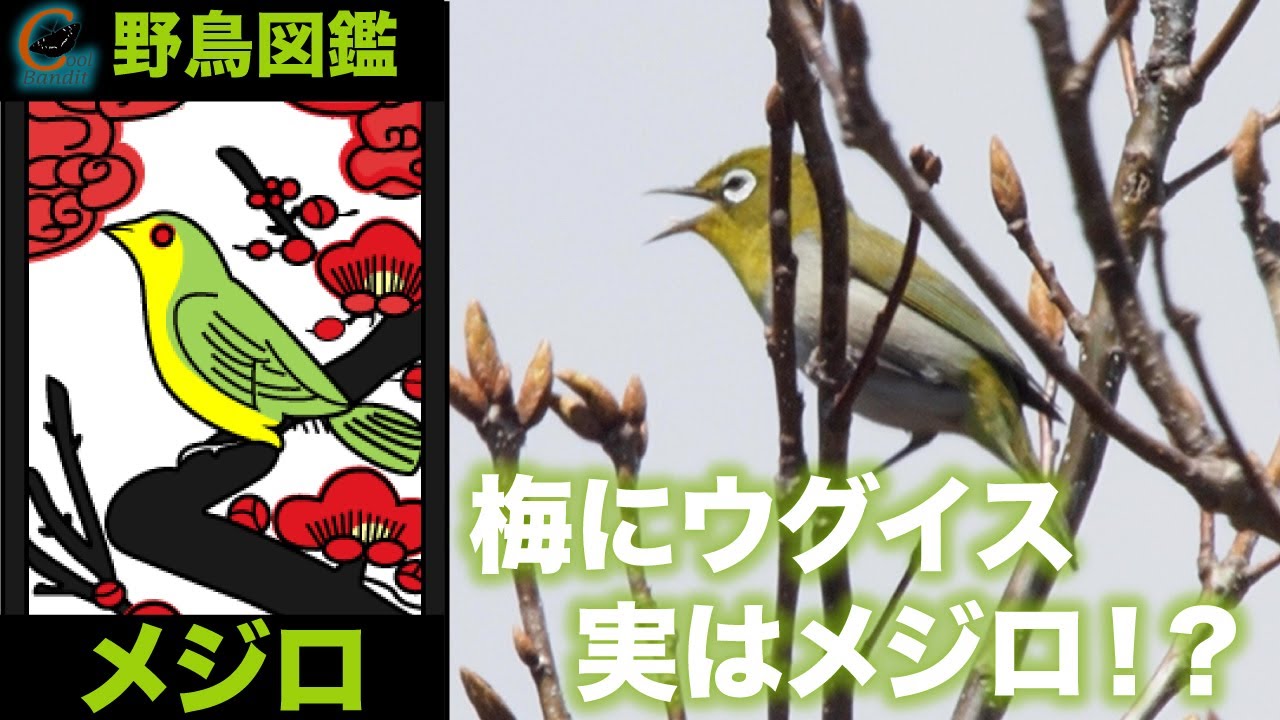 野鳥図鑑 52 メジロ 花札の２月 如月 梅に鶯はホントは梅に目白 Youtube